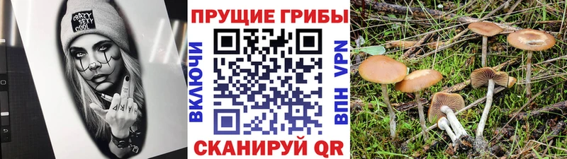Купить закладки  Чехов  Псилоцибиновые грибы Magic Shrooms 